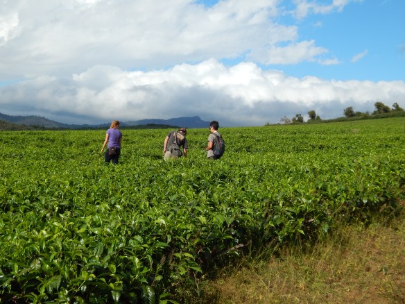 Exploring the fields at the tea plantation