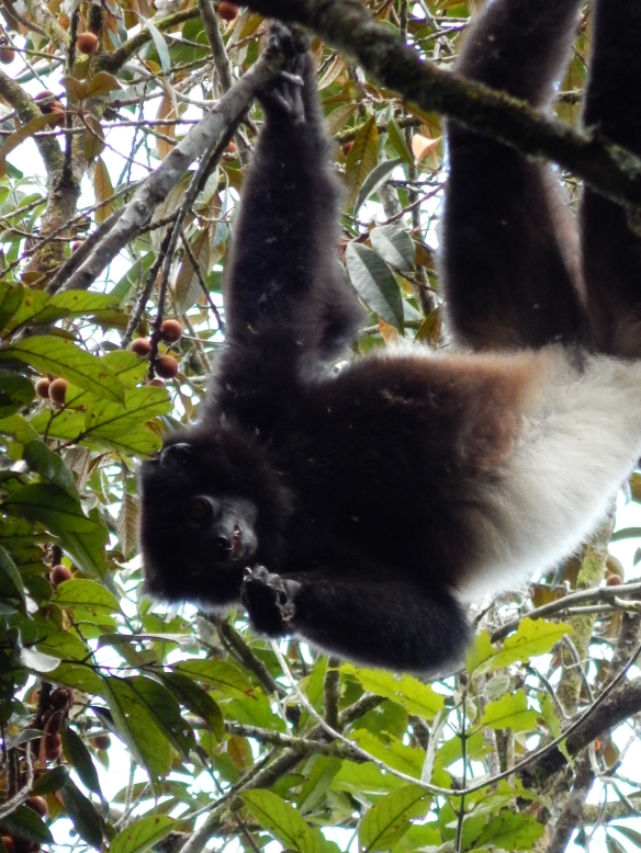 One of the lemurs we saw enjoying a snack in Ranomafana National Park